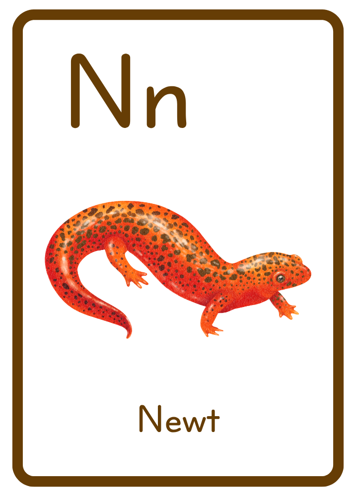 N is for Newt