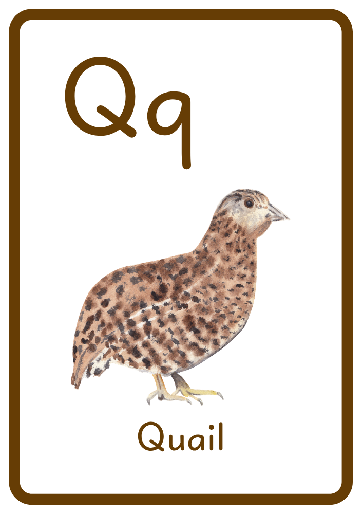 Q is for Quail