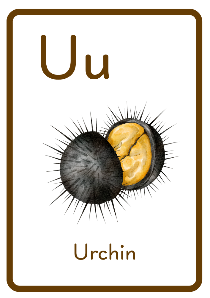 U is for Urchin