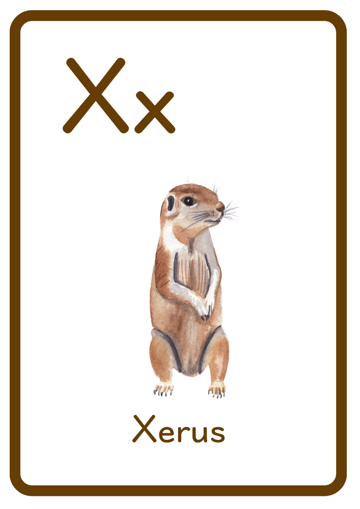 X is for Xerus